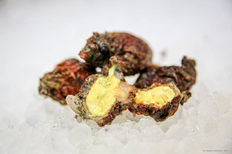 Les violets ou patate de mer en vente dans votre poissonnerie située entre st Victoret et Martigues